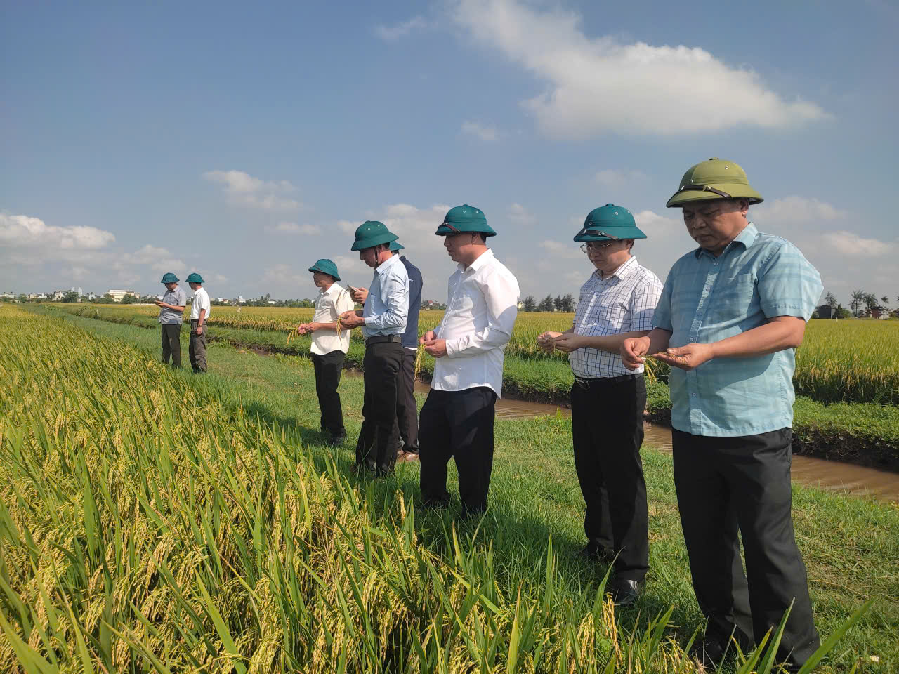 Tây Tiền Hải năng xuất lúa vụ Xuân đạt 69 tạ/ha