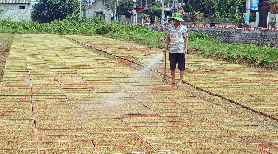 Từ ngày 27/6 đến ngày 3/7, nông dân Tây Tiền Hải đồng loạt gieo mạ vụ mùa