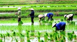Đến nay, Nông dân Tây Tiền Hải gieo cấy đạt 90% diện tích lúa mùa