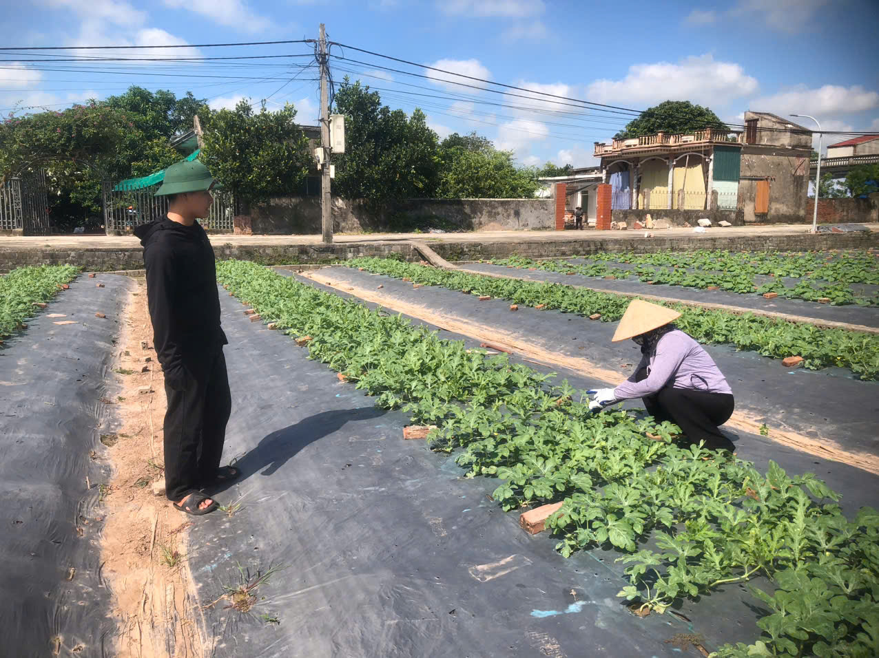 Quan Cao gieo những mùa xanh