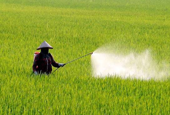 Từ ngày 25-27/9/2026, Tây Tiền Hải tổ chức phun thuốc hóa học phòng trừ sâu bệnh