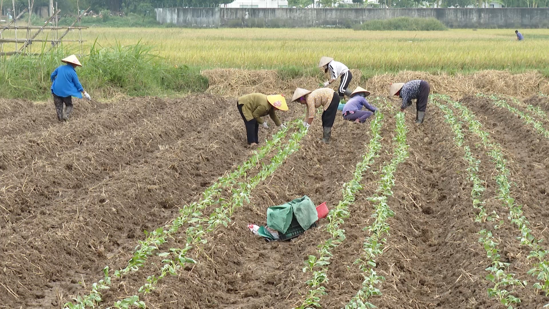 Tây Tiền Hải phấn đấu sản xuất 424 ha cây màu vụ Đông