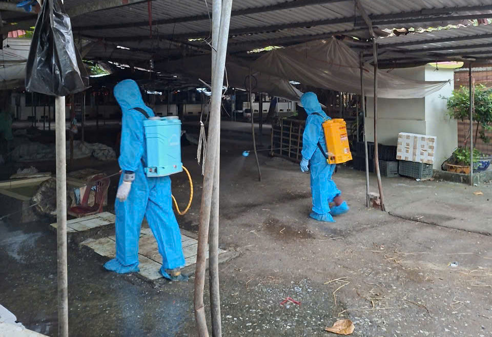 Tây Tiền Hải hoàn thành tiêm phòng cho đàn gia súc gia cầm vụ thu đông